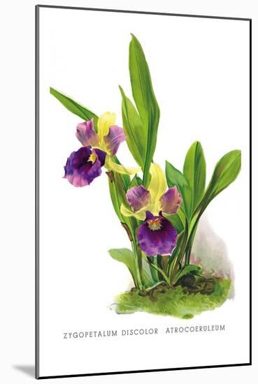 Zygopetalum Discolor Atrocoeruleum-H.g. Moon-Mounted Art Print