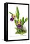 Zygopetalum Discolor Atrocoeruleum-H.g. Moon-Framed Stretched Canvas