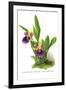 Zygopetalum Discolor Atrocoeruleum-H.g. Moon-Framed Art Print