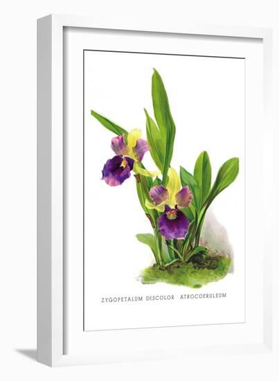 Zygopetalum Discolor Atrocoeruleum-H.g. Moon-Framed Art Print