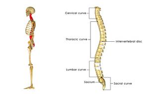 Anatomy Charts, Posters and Prints at Art.com