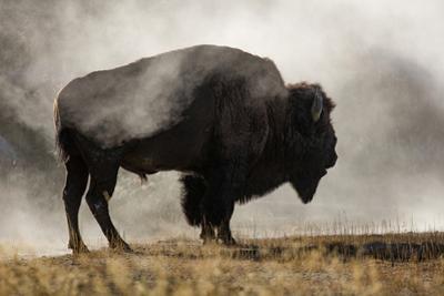 bison chat Chat about d20pfsrdcom read the bison’s statistics can be used for almost any larger herd animal, such as the buffalo bison frighten far less easily than . bison chat Chat about d20pfsrdcom read the bison’s statistics can be used for almost any larger herd animal, such as the buffalo bison frighten far less easily than .