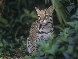 ocelot felis pardalis a threatened species of wild cat southern usa into south americaadam jones