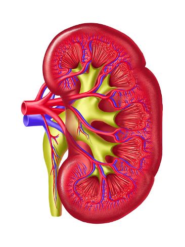  Rein Dessin  Reproduction proc d  gicl e par Docstock 