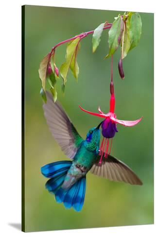 Résultat de recherche d'images pour "COLIBRI"