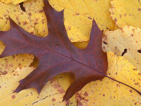 Northern Red Oak Leaf in Fall, Sandy Point Trail, New ...