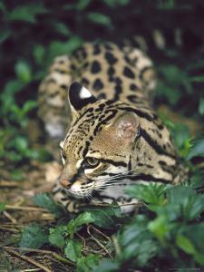 ocelot outdoorsdavid davis