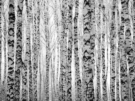 Poster: Kovaleva's Winter Trunks Birch Trees, 16x12in.