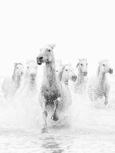 Black & White Horses