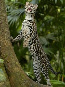 ocelot felis leopardus pardalis amazon rainforest ecuadorpete oxford