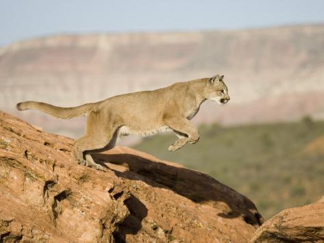 Artistic How Fast Can A Mountain Lion Run Background Photography Artistic How Fast Can A Mountain Lion Run Background Photography