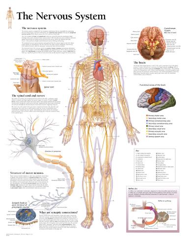 The Nervous System Educational Chart Poster Posters hos AllPosters.no