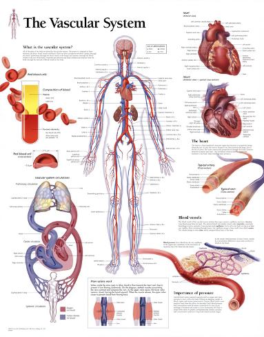 The Vascular System Educational Chart Poster Plakater på AllPosters.dk
