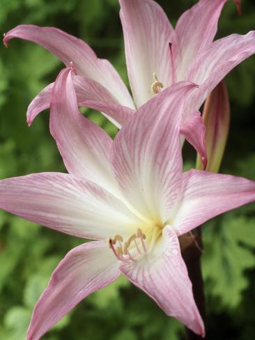 Amaryllis Belladonna Close Up Of Pale Pink White Flowers Amaryllis Belladonna Close Up Of Pale Pink White Flowers September Fotoprint