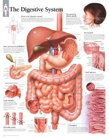Digestive System Educational Chart Poster Posters bij AllPosters.nl