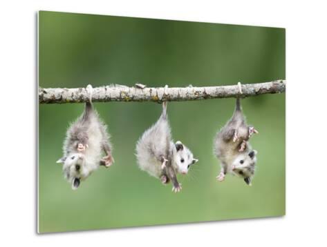 opossum opossums branch possum possums lukasseck prehensile magicalnaturetour opposable filhotes gamb pigmy marsupial nostrofiglio indovinello indovina marsupials hemisphere