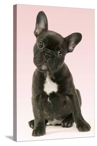 French Bulldog Puppy Fotoprint Bij Allposters Nl French Bulldog Puppy