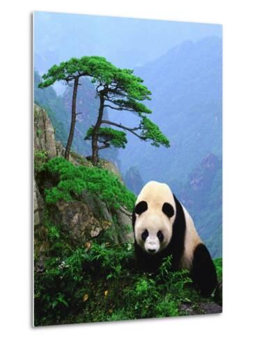 grosser panda_a G 8652802 14258389