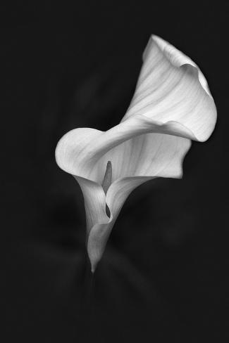 Europe Ireland Dublin Calla Lily Black And White Fotoprint Van Calla Lily Black And White Fotoprint
