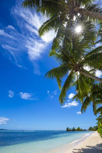 Palm Trees And Tropical Beach La Digue Seychelles Fotoprint Van Palm Trees And Tropical Beach La Digue Seychelles Fotoprint
