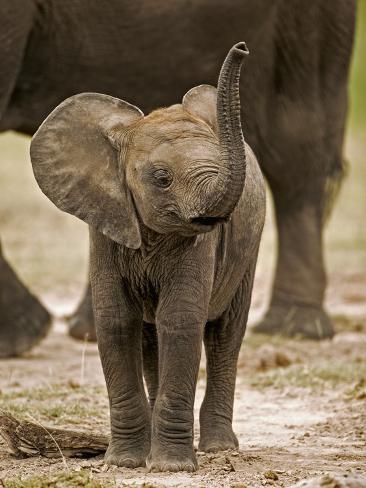 martin harvey baby elefant_a G 8663785 14258389
