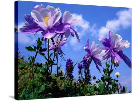 wilde bloemen fotoprint van rob blakers bij allposters.nl