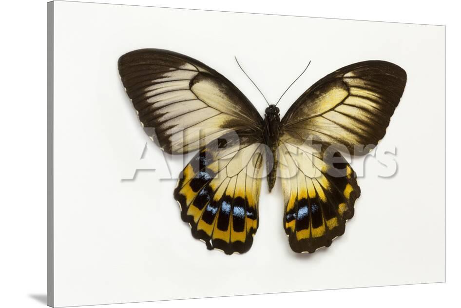 オールポスターズの ダリル グリン orchard swallowtail butterfly