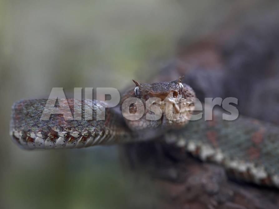 オールポスターズの ティム フィッツハリス eyelash pit viper snake