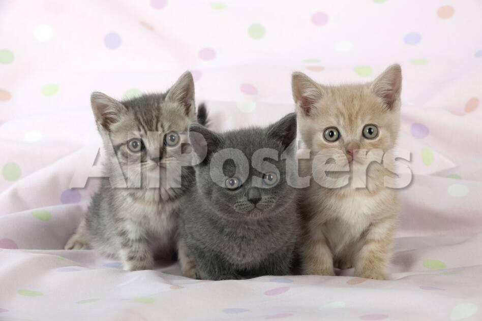 7 Week Old British Shorthair Kittens Photographic Print At