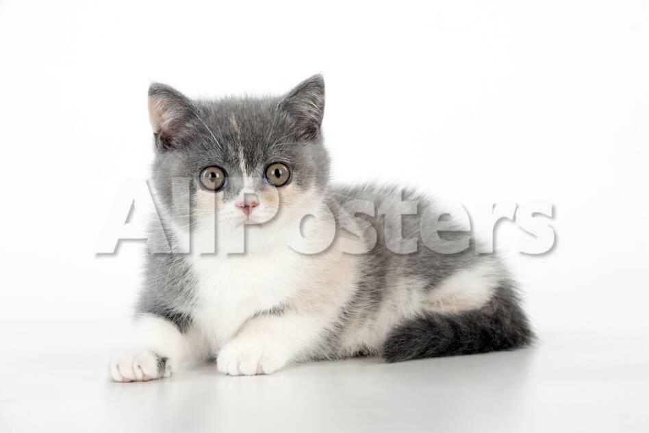 9 Week Old British Shorthair Kitten Photographic Print At