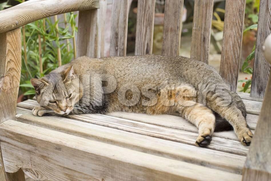 abyssinian cat sleeping on