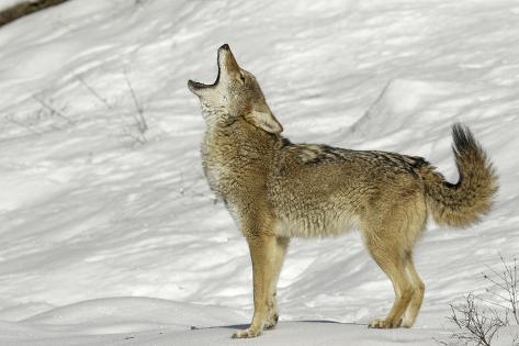Coyote howling in winter, Montana Photographic Print by Adam Jones ...