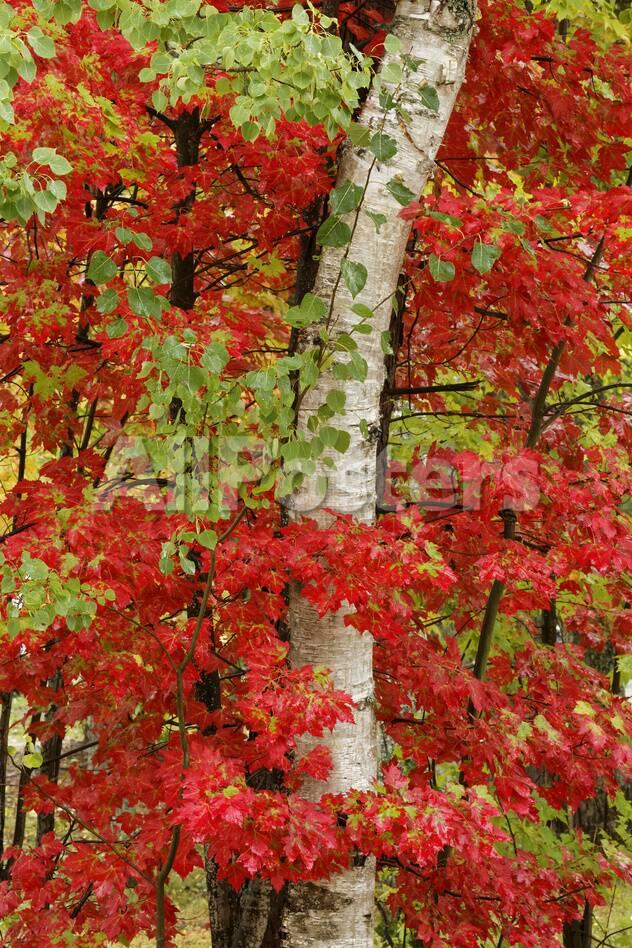 Red Maple Leaves In Autumn And White Birch Tree Trunk Michigan Premium Photographic Print Adam Jones Allposters Com