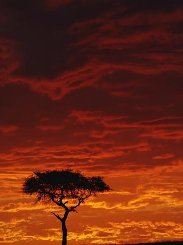 Single Acacia Tree at Sunrise, Masai Mara, Kenya загрузить