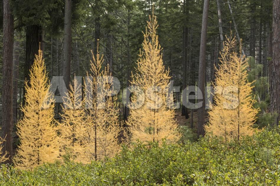 Western Larch Trees In Autumn Color Larix Occidentalis Oregon Cascades Oregon Photographic Print Adam Jones Allposters Com Do not edit, rehost or modify images submitted here without permission of the photographer. western larch trees in autumn color larix occidentalis oregon cascades oregon