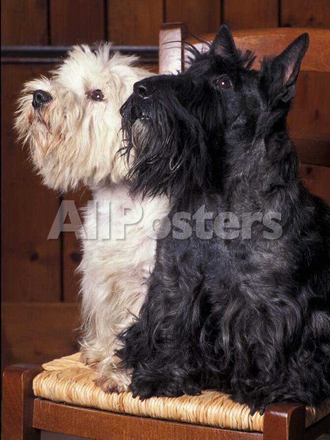 Domestic Dogs West Highland Terrier Westie Sitting On A Chair With A Black Scottish Terrier Photographic Print Adriano Bacchella Allposters Com