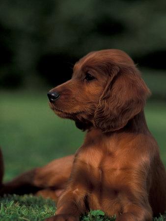 Irish / Red Setter Puppy Lying on Grass Photographic Print by Adriano