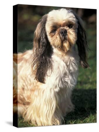 Shih Tzu with Facial Hair Cut Short Photographic Print by 