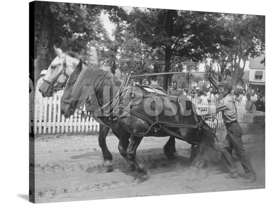 Ernest Webster Whipping Farm Horses to Pull Granite in Weight Pull ...