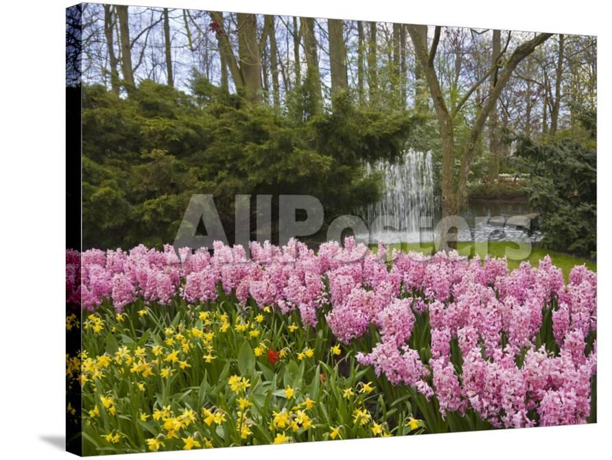 pink hyacinths and daffodils