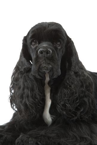 black american cocker spaniel