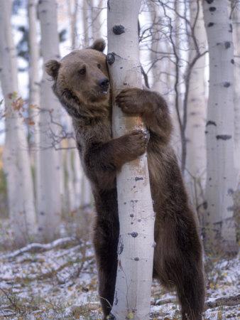 'Grizzly Bear Grabbing Tree, North America' Photographic Print - Amy