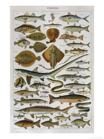 An Assortment of Fish Giclee Print - AllPosters.co.uk