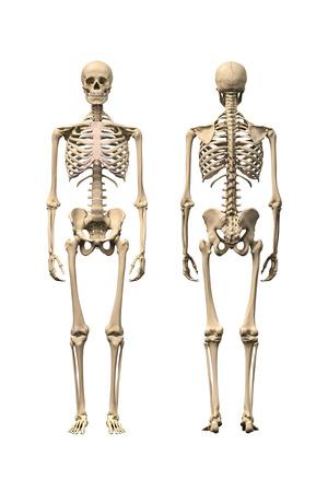 'Anatomy of Male Human Skeleton, Front View and Back View ...
