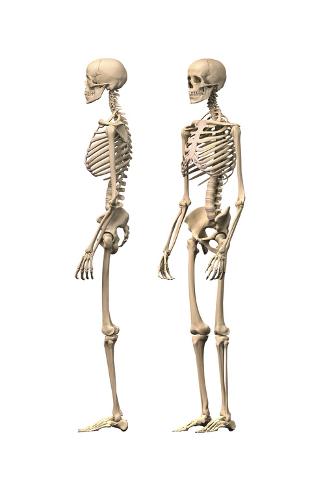 pix Skeleton Neck Side View Drawing anatomy of male human skeleton side view and perspective view