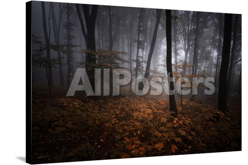 Mysterious Forest With Fog In Autumn Evening Photographic Print Ando6 Allposters Com