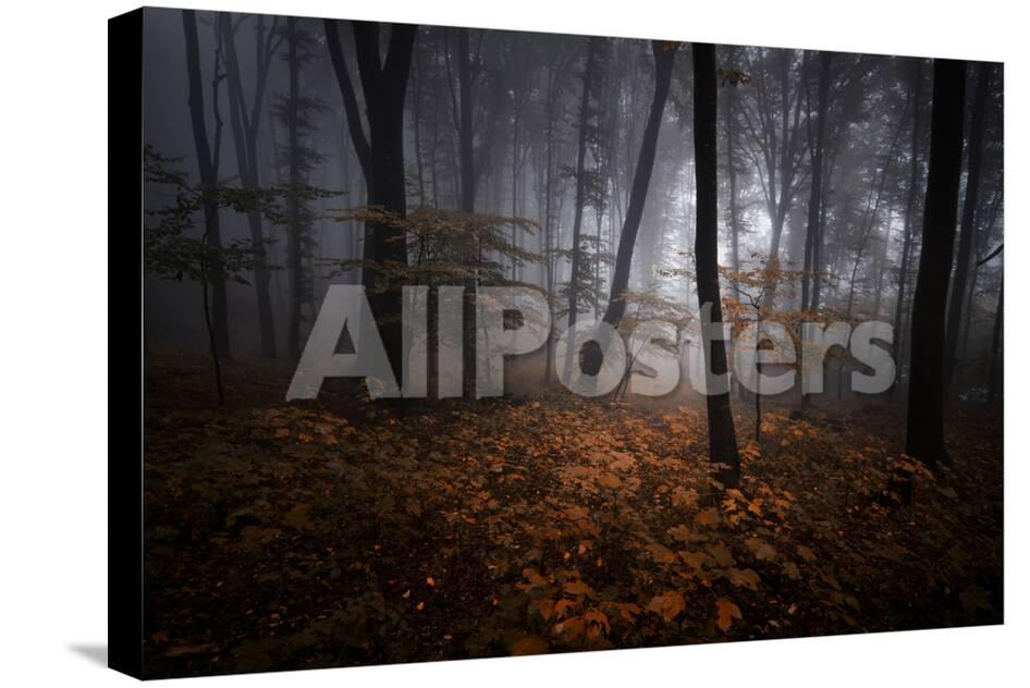 Mysterious Forest With Fog In Autumn Evening Photographic Print Ando6 Allposters Com Mysterious Forest With Fog In Autumn Evening Photographic Print Ando6 Allposters Com