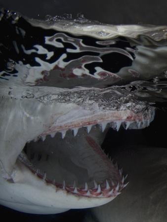 'Lemon Shark Head with Open Mouth at the Ocean Surface, Showing its