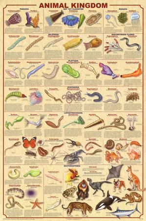 kingdom animal chart poster science classification animalia animals activity posters educational species legs plant kingdoms phyla classifications order different don