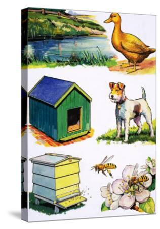 'Animals and Their Homes' Giclee Print | AllPosters.com
